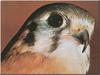 American Kestrel (Falco sparverius)