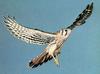 American Kestrel (Falco sparverius)