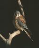 American Kestrel (Falco sparverius)