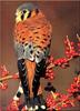 American Kestrel (Falco sparverius)