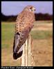 Common Kestrel (Falco tinnunculus)