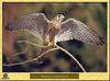 Common Kestrel (Falco tinnunculus)