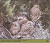 Common Kestrel juveniles (Falco tinnunculus)