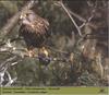 Common Kestrel (Falco tinnunculus)