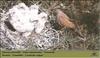 Common Kestrel & chicks (Falco tinnunculus)