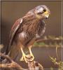 Common Kestrel (Falco tinnunculus)