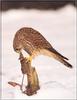 Common Kestrel (Falco tinnunculus)