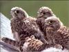 Common Kestrel juveniles (Falco tinnunculus)