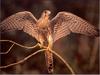 Common Kestrel (Falco tinnunculus)