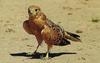 Greater Kestrel (Falco rupicoloides)