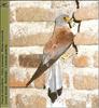 Lesser Kestrel (Falco naumanni)