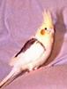 Cockatiel (Nymphicus hollandicus)