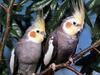 Cockatiel pair (Nymphicus hollandicus)