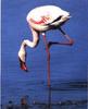 Greater Flamingo (Phoenicopterus roseus)