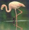 Galapagos Greater Flamingo (Phoenicopterus ruber)