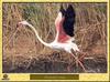 Greater Flamingo (Phoenicopterus ruber)