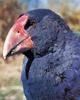 Takahe (Porphyrio mantelli)