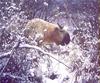 Takin (Budorcas taxicolor)