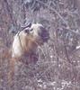 Takin (Budorcas taxicolor)