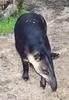 Mountain Tapir (Tapirus pinchaque)