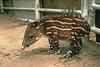 Brazilian Tapir juvenile (Tapirus terrestris)