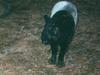 Malayan Tapir (Tapirus indicus)