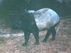 Malayan Tapir (Tapirus indicus)