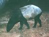 Malayan Tapir (Tapirus indicus)