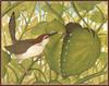 [Animal Art - Kitchen Bert] Common Tailorbird (Orthotomus sutorius)