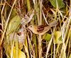 (Australia) Tailorbird (Orthotomus sp.)