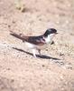 Northern House-martin (Delichon urbica)