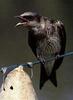 Purple Martin (Progne subis)