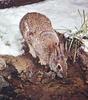 Cottontail Rabbit (Sylvilagus sp.)