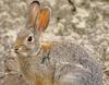 Cottontail Rabbit (Sylvilagus sp.)