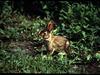 Cottontail Rabbit (Sylvilagus sp.)