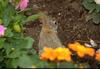 Cottontail Rabbit (Sylvilagus sp.)