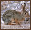 Desert Cottontail Rabbit (Sylvilagus audubonii)