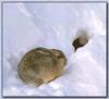 Desert Cottontail Rabbit (Sylvilagus audubonii)