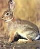 Eastern Cottontail Rabbit (Sylvilagus floridanus)