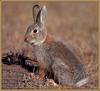 Eastern Cottontail Rabbit (Sylvilagus floridanus)