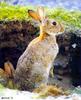 European Rabbit (Oryctolagus cuniculus)