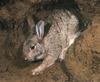 European Rabbit (Oryctolagus cuniculus)