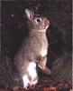 European Rabbit (Oryctolagus cuniculus)