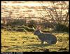 European Rabbit (Oryctolagus cuniculus)