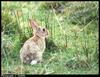 European Rabbit (Oryctolagus cuniculus)