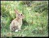 European Rabbit (Oryctolagus cuniculus)