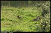 European Rabbit (Oryctolagus cuniculus)