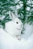 Snowshoe Hare (Lepus americanus)