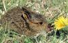 Snowshoe Hare (Lepus americanus)