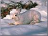 Snowshoe Hare (Lepus americanus)